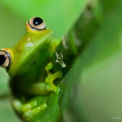 Hypsiboas cineracens