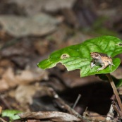 Grenouille. Engystomops petersi.