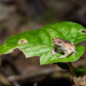 Grenouille. Engystomops petersi.