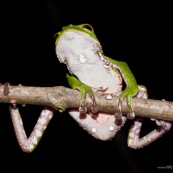 Grenouille Singe