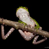 Grenouille Singe