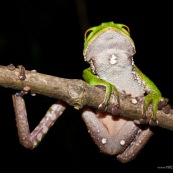 Grenouille Singe