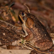 Crapaud bufle. Rhinella marina