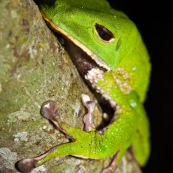 Grenouille Singe