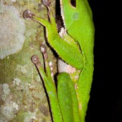 Grenouille Singe