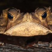 Tête de crapaud