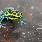 Ranitomeya ventrimaculata. Grenouille aux couleurs vives, bleue, jaune et noire. dendrobate.