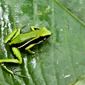 Ameerega trivittata. Grenouille verte et noire, sur une feuille verte.