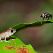 Petite grenouille et grosse mouche