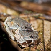 Engystomops petersi. Grenouille crapaud en accouplement amplexus.