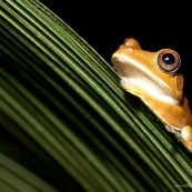 Hypsiboas fasciatus