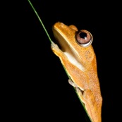 Hypsiboas fasciatus