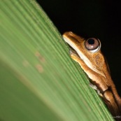 Hypsiboas fasciatus