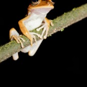 Hypsiboas fasciatus