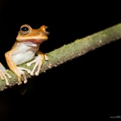 Hypsiboas fasciatus