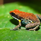 Ameerega bilinguis. Dendrobate. Rouge, bleu et jaune. Grenouille colorée. Vue de profil, sur une feuille.