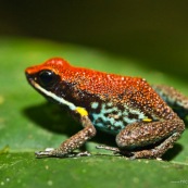 Ameerega bilinguis. Dendrobate. Rouge, bleu et jaune. Grenouille colorée. Vue de profil, sur une feuille.