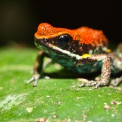 Ameerega bilinguis. Dendrobate. Rouge, bleu et jaune. Grenouille colorée. Vue de trois quart avant, sur une feuille.