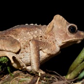 Rhinella dapsilis. Crapaud vu de profil. Crapaud avec des excroissances sur la tête (cornes)