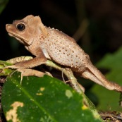 Rhinella dapsilis