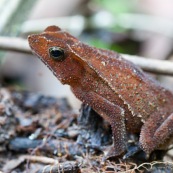 Grenouille rouge