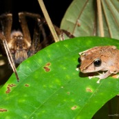 La grenouille et l'araignée