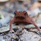 grenouille rouge