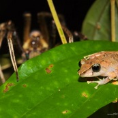 La grenouille et l'araignée