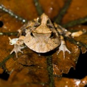 Ceratophrys cornuta. Crapaud à cornes.