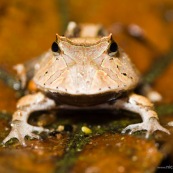 Ceratophrys cornuta. Crapaud à cornes.