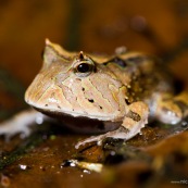 Ceratophrys cornuta. Crapaud à cornes.