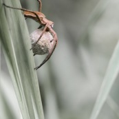 Araignée avec son cocon