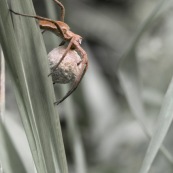 Araignée avec son cocon.