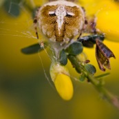 Epeire de velours
Classe : Arachnidae
Ordre : Araneae
Famille : Araneidae
EspËce : Agalenatea redii

AraignÈe vue de dessus, reprÈsentant un visage de fÈlin, ou un masque africain suspendu sur un arbuste. Trompe l'oeil. MimÈtisme animal. sur fond jaune.