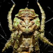 Masque araignée.