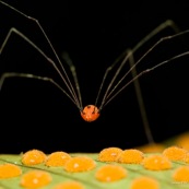 Araignée rouge orange