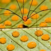 Araignée rouge orange