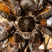 Theraphosa blondi