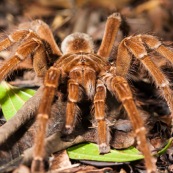 Theraphosa blondi