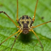 Masque araignée