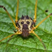 Masque araignée