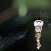 Araignée dans sa coquille