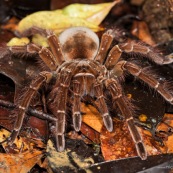 Theraphosa blondi