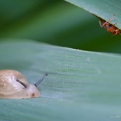 Petit escargot des milieux humides : Succinea putris (Ambrette commune). Vue de face, rampant sur une herbe des marais, en compagnie d'un petit colÈoptËre.


Classe : Gastropoda
Ordre : Stylommatophora
Famille : Succineidae
EspËce : Succinea putris