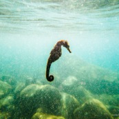 hippocampe guadeloupe prise de vue sous-marine du coté de basse-terre. Hippocampe long-nez (Hippocampus reidi) ou Hippocampe du Nord (Hippocampus erectus).