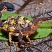 Scorpion avec ses petits sur son dos