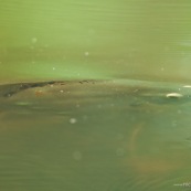 Poisson sous l'eau.