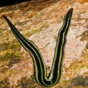 Planaire en forêt tropicale - Yasuni equareur (amazonie).