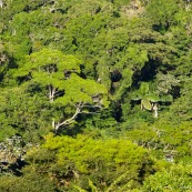 Forêt amazonienne