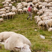 Brebis en premier plan, dans la montagne, en train de chaumer aprËs avoir paturÈ.
En arriËre plan le troupeau et le berger qui repËre les brebis blessÈe, en les attrapant avec sa canne pour les soigner.